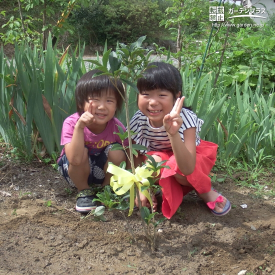 キンモクセイ植樹後の様子①