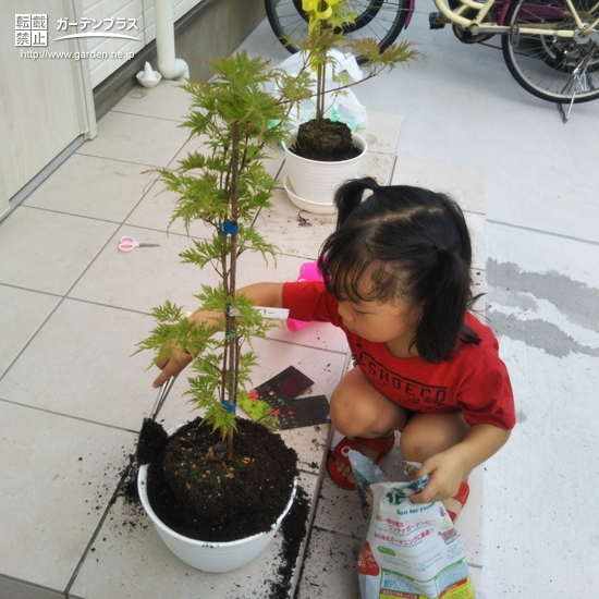 もみじ植樹中の様子①