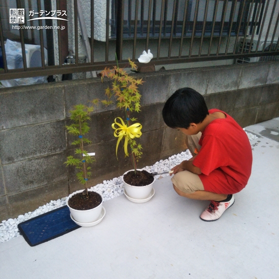 もみじ植樹中の様子②