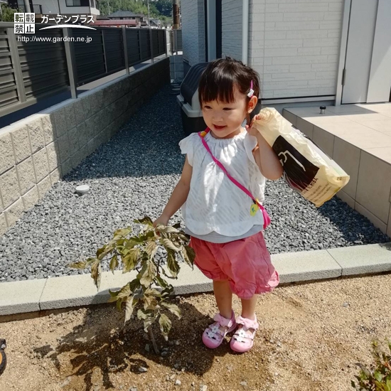 ハナミズキ植樹後の様子