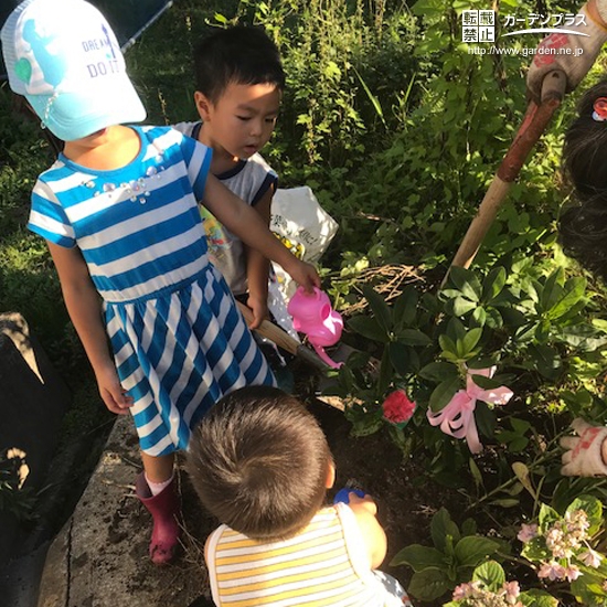 西洋シャクナゲ植樹の様子