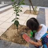 レモン植樹の様子