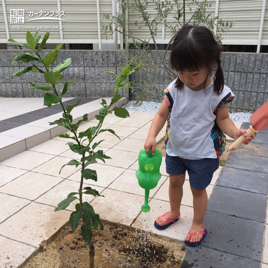 レモン植樹後の様子