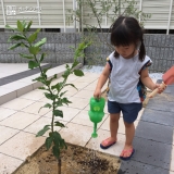 レモン植樹後の様子