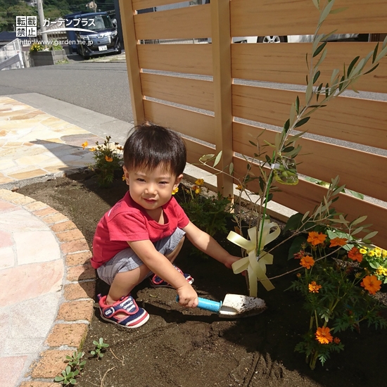 オリーブ植樹の様子