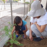 ミモザ植樹の様子