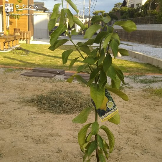 植樹後のレモン