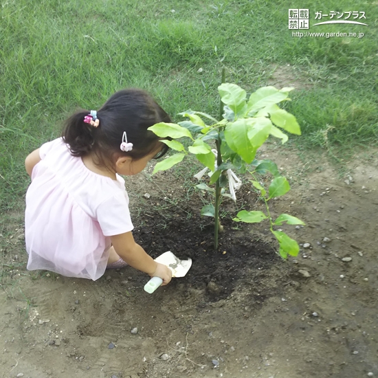 レモン植樹の様子