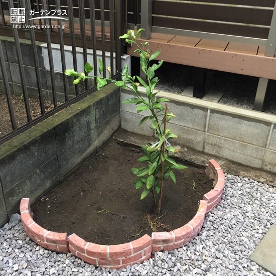 温州ミカン植樹後の様子