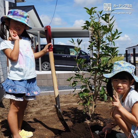 四季咲きモクセイとジューンベリー植樹後の様子