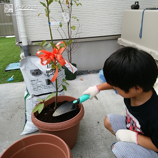 月桂樹（ローリエ）植樹の様子