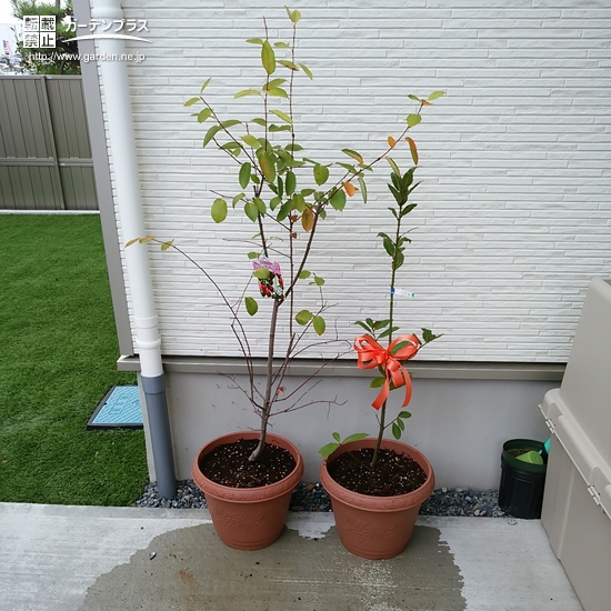 植樹後の月桂樹（ローリエ）とジューンベリー