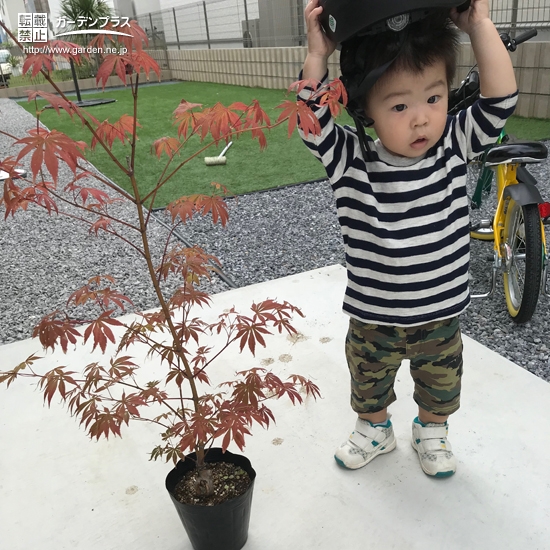 もみじ（カエデ）植樹前の様子
