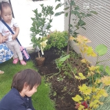 もみじ（カエデ）植樹の様子