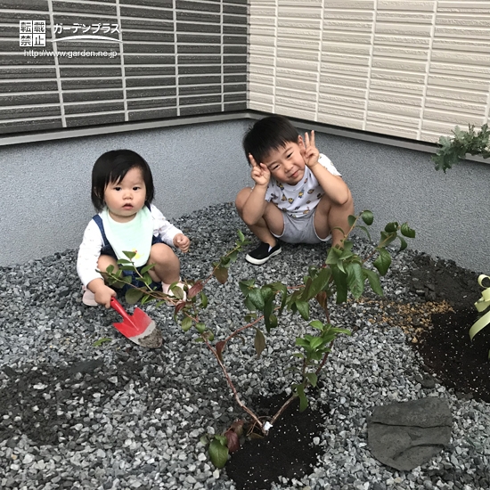 ミモザとブルーベリー植樹の様子