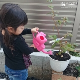 ブルーベリー植樹の様子