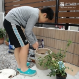 ブルーベリー植樹の様子