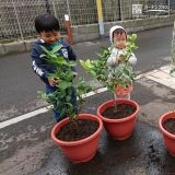 レモン植樹後のお写真