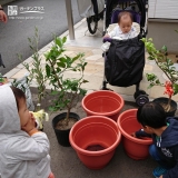 レモンとオリーブ植樹の様子