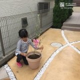 オリーブ植樹の様子