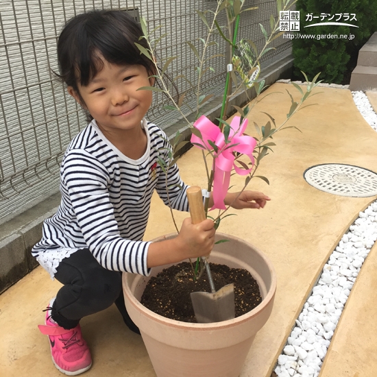 オリーブ植樹後の様子