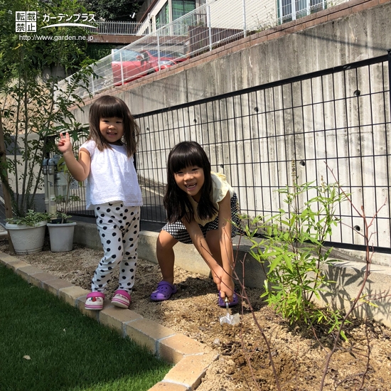 ジューンベリーとセイヨウニンジンボク植樹の様子