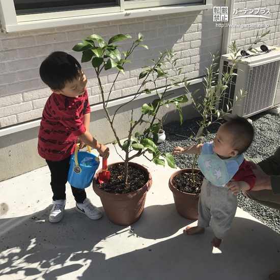 レモンとオリーブ植樹の様子