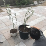 オリーブ植樹の様子