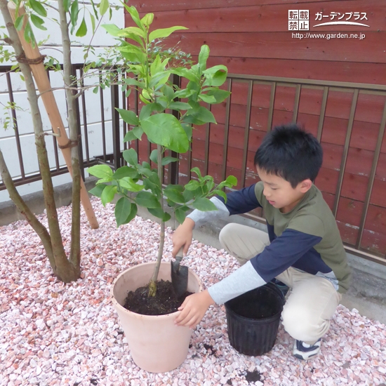 レモン植樹の様子