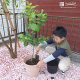 レモン植樹の様子