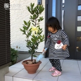 月桂樹の植樹の様子