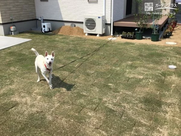 わんちゃんも自由に遊べる芝生の空間