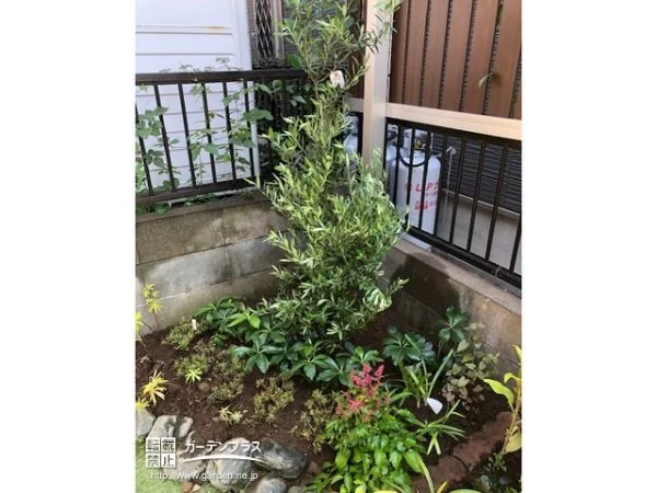 常緑で丈夫なオリーブを植栽した花壇