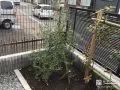 角に植えたオリーブ