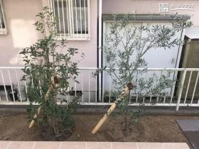 オリーブやキンモクセイを植栽[施工後]