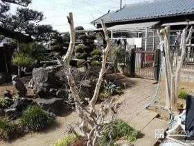 お庭の植栽をメンテナンスしやすい高さに選定[施工後]