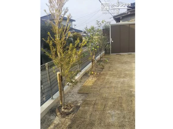 育てやすい常緑樹で彩る天然芝のお庭植栽工事