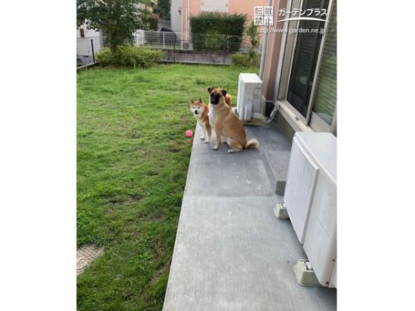 愛犬の穴掘りを防止する土間コンクリート舗装工事 No テラスまわりの施工例 外構工事のガーデンプラス