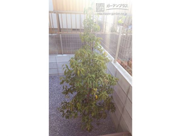お庭にソヨゴを植樹してご自宅にシンボルツリーを迎える工事 No 花壇 菜園 芝生の施工例 外構工事のガーデンプラス