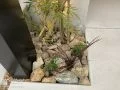 門まわりを明るくする植栽