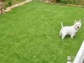人工芝のお庭で遊ぶわんちゃん