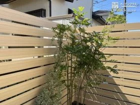 お客様にてシマトネリコを植樹[施工後]