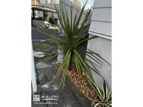 お住まいに似合う西海岸の植栽[施工後]
