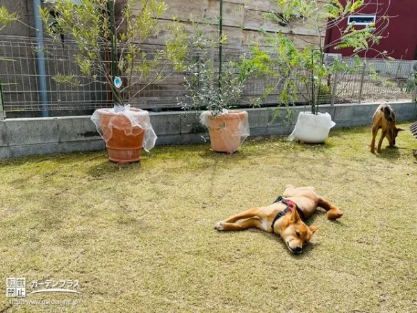 No.19633 愛犬が安心してくつろげる天然芝のお庭リフォーム工事