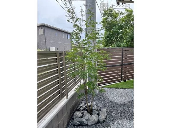 シンボルツリーとして植えたアオダモ