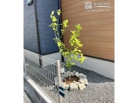 レモンの木をシンボルツリーに[施工後]