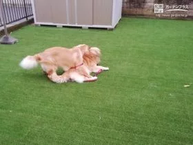 愛犬が楽しく遊べるようにしました。