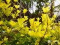 生垣用に移植した「キンマサキ」
