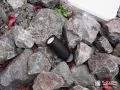 ロックガーデンに設置したスポットライト
