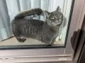 室内からお庭を眺める猫ちゃん